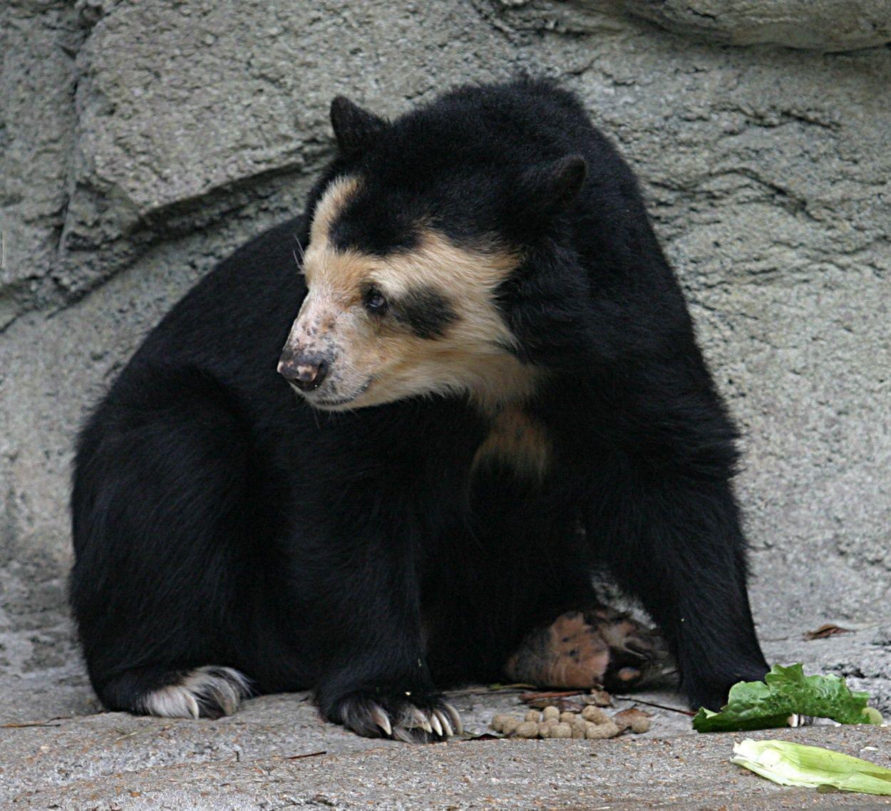 Spectacled Bear. Spectacled Bear