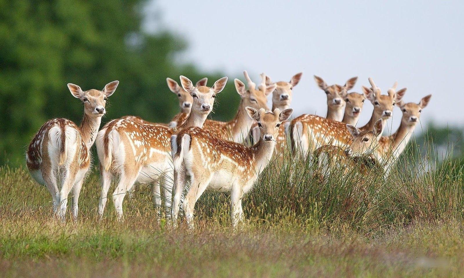 The Beautiful Animal in #Sundarban is Cute #deer.the Natural Beauty