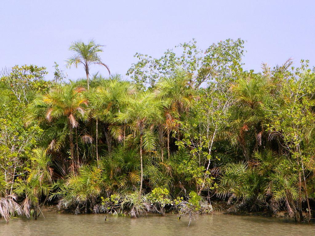 jungle. Sundarbans National Park, boat trip sundarbans42 20