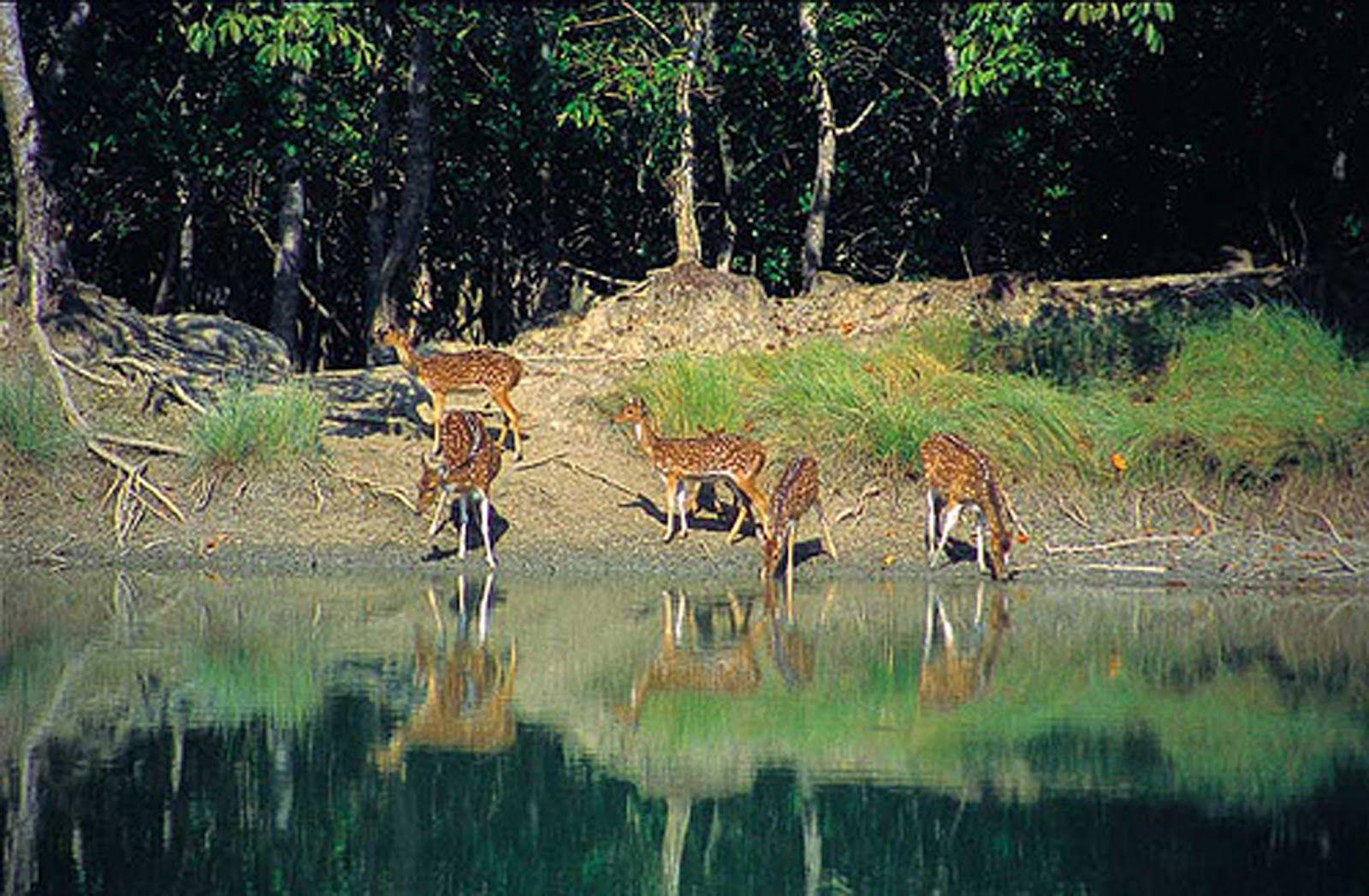 Sundarban Exclusive Wallpaper