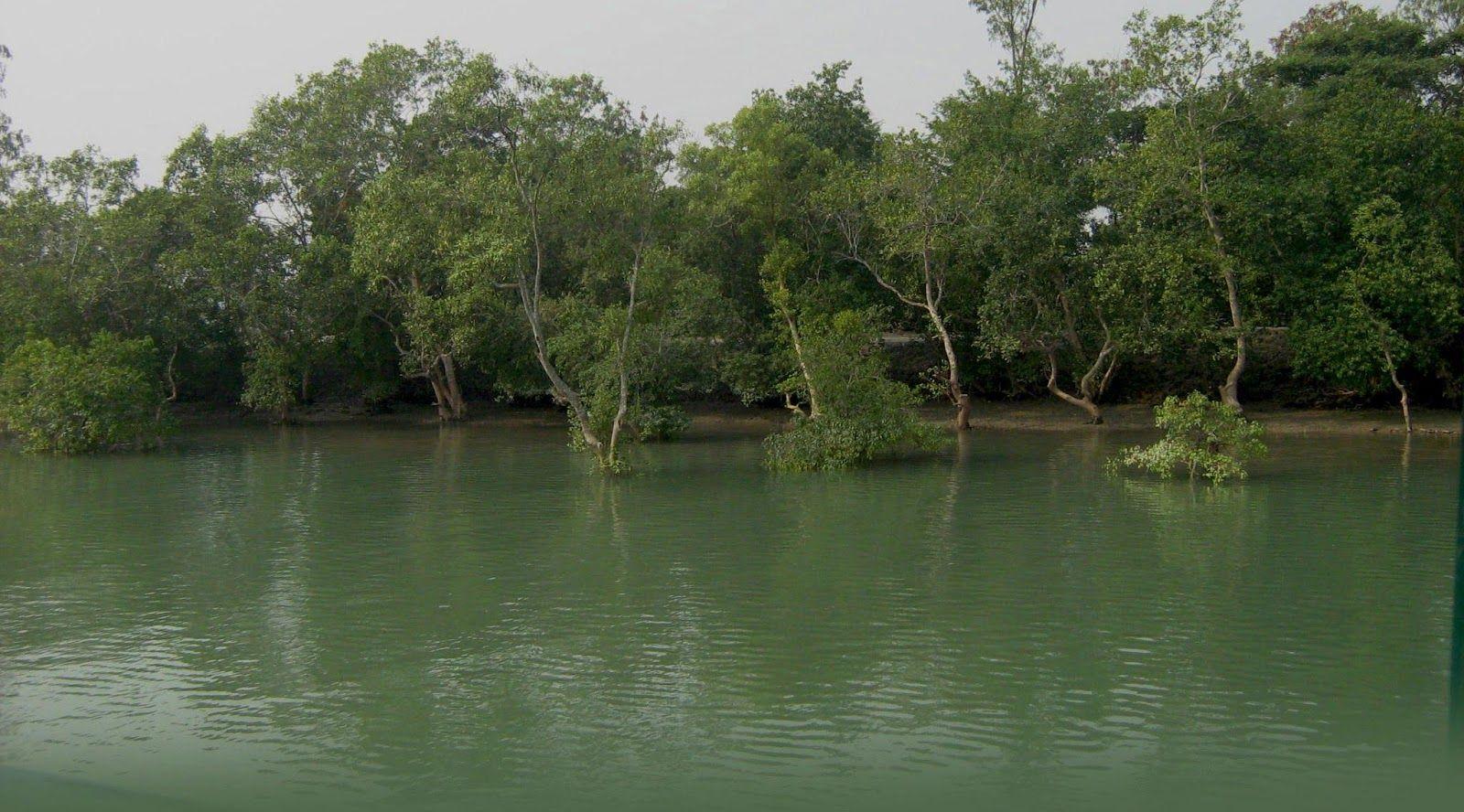 Need Reasons to Visit Sundarbans National Park? You'll Get Many