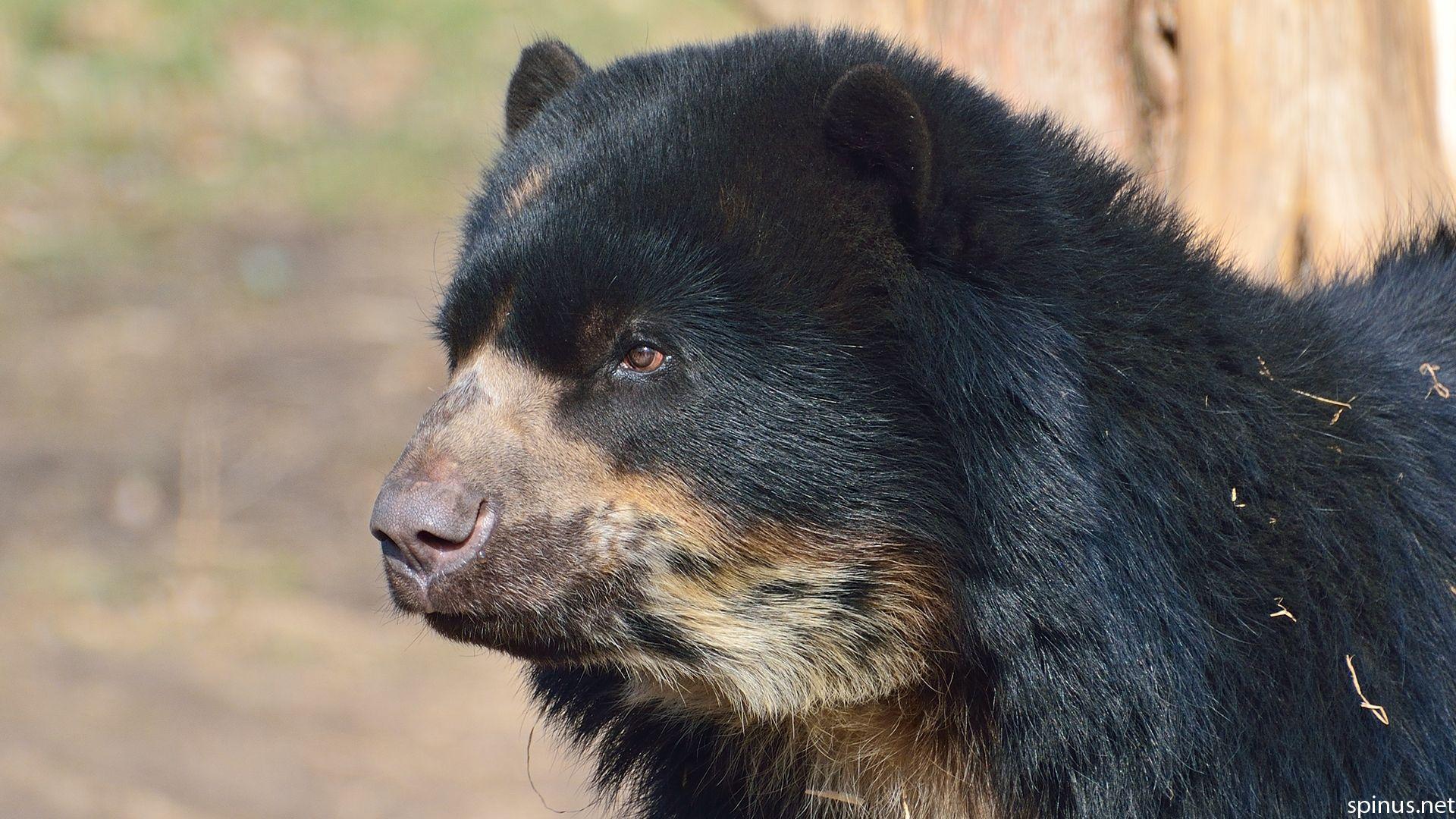 Spectacled Bear Wallpapers - Wallpaper Cave