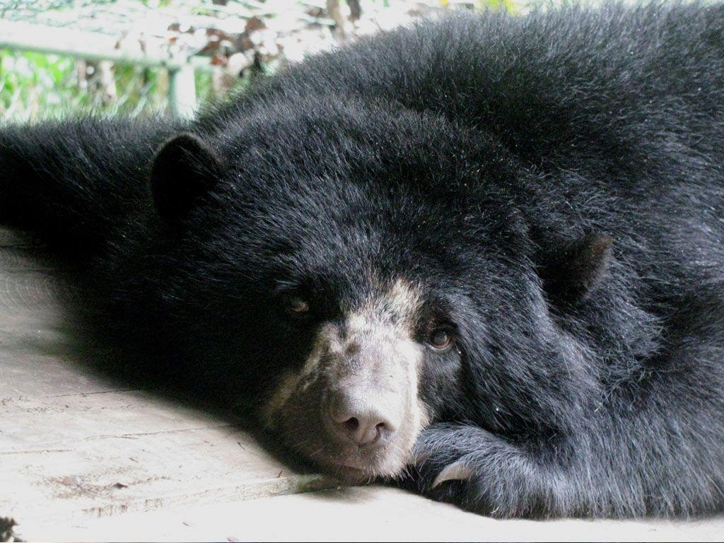 From Darkest Peru, We Will Miss You