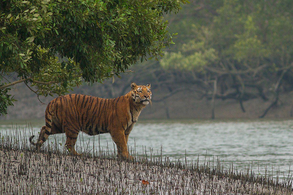 Sundarban In West Bengal