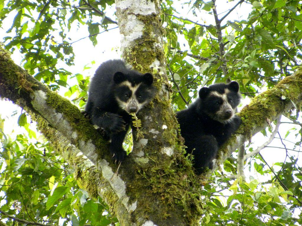 Osos de Anteojos. Ecuador. Ecuador
