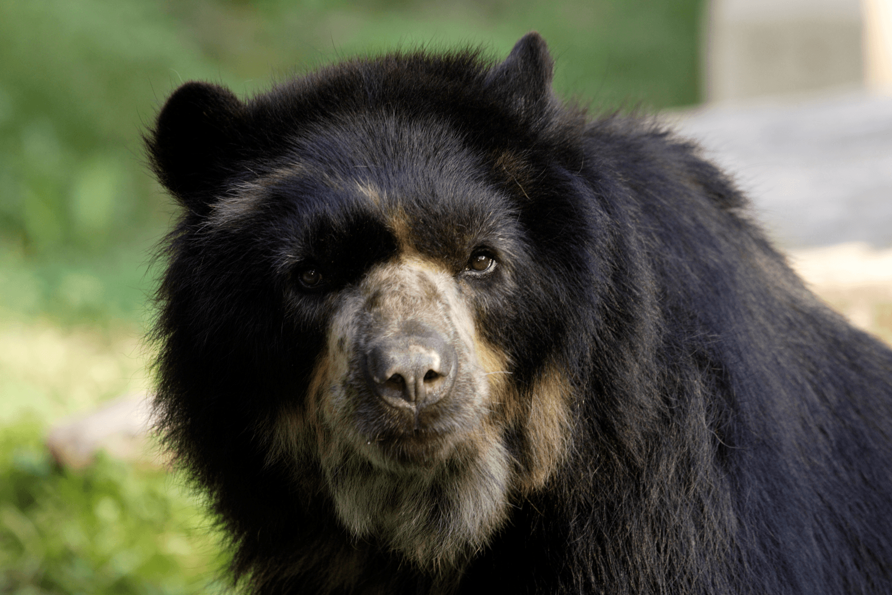 Jukumari, Андский медведь