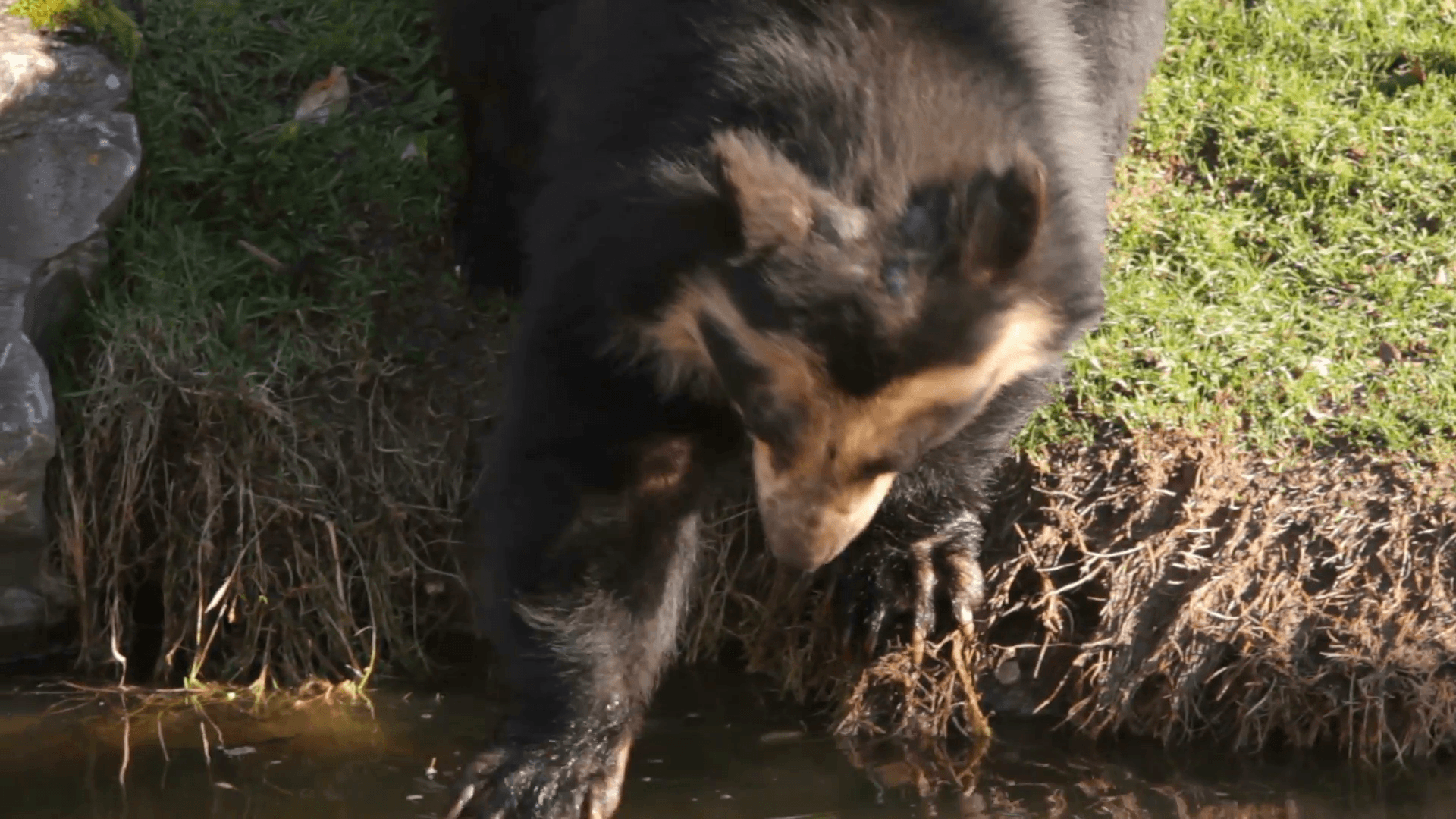 spectacled bear in a zoo picking up bread thrown