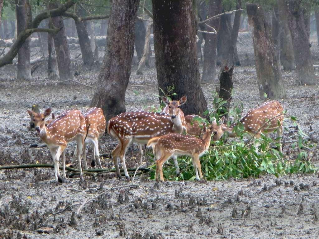 Spotted deer are a favorite food for Bengal tigers in Sundarbans