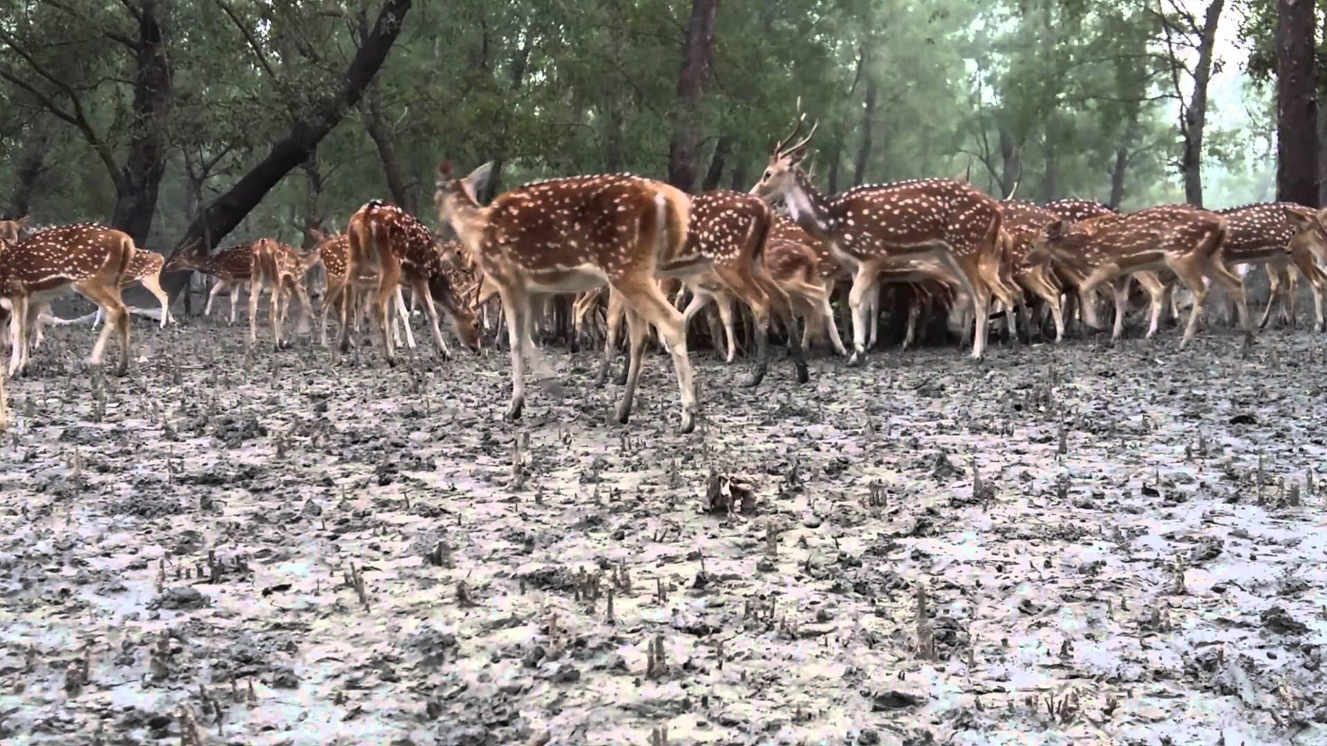 Hd Image Of Sundarban