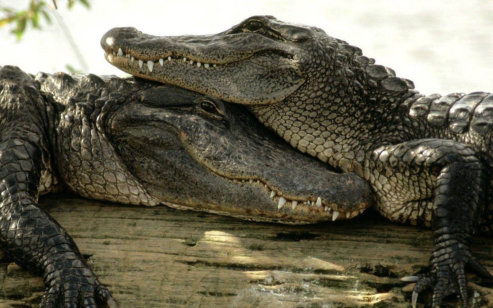 Best & Inspirational High Quality Crocodile Background