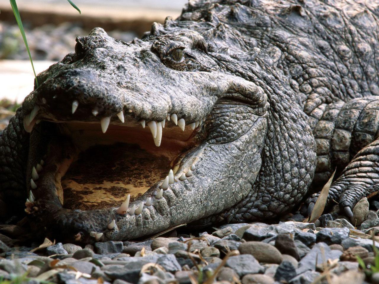 Crocodile Picture Crocodile Animal Picture