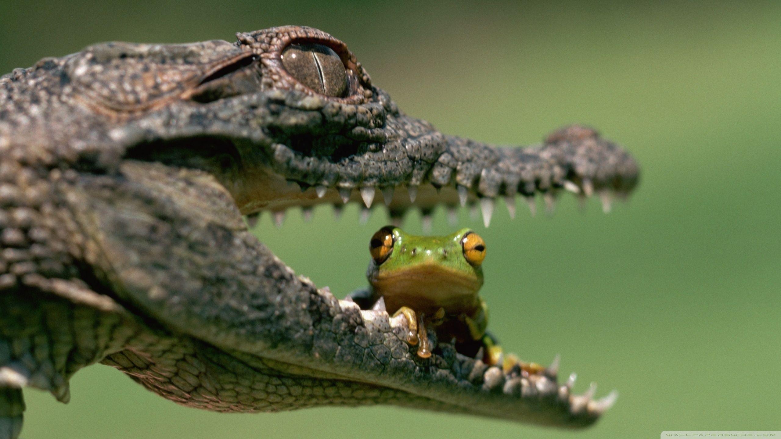Crocodile & Frog ❤ 4K HD Desktop Wallpaper for 4K Ultra HD TV