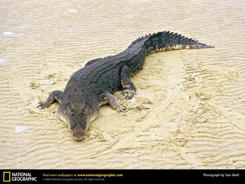 Crocodile HD photography wallpaper － Animal Wallpaper Free 1024
