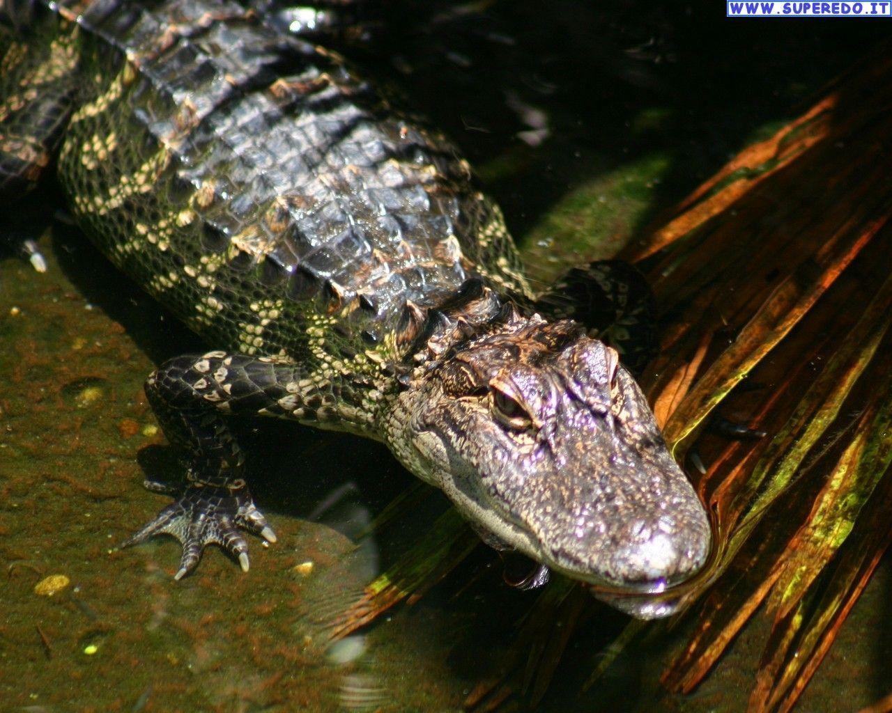 Crocodiles Wallpaper • 26 HD Wallpaper