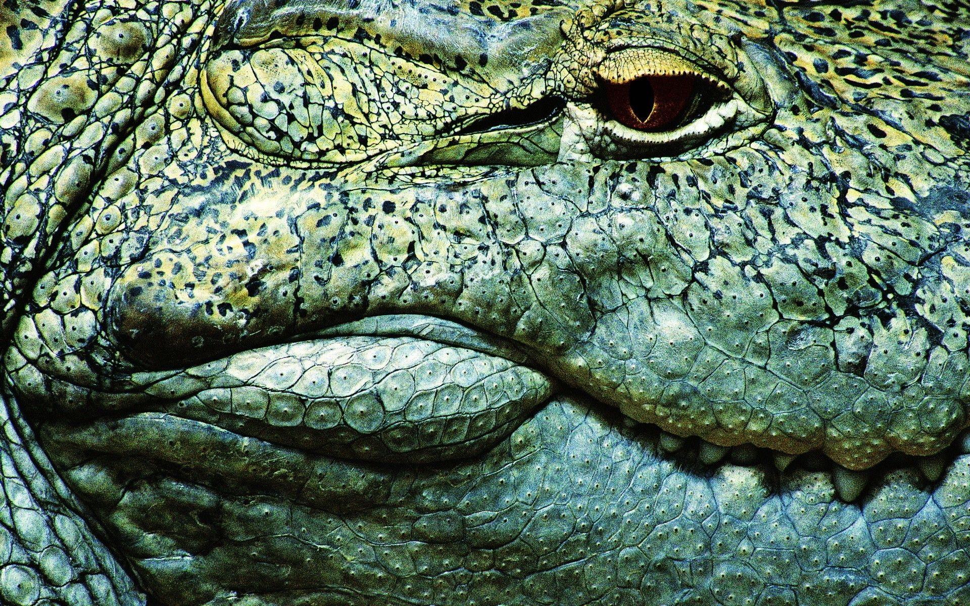 Reptiles: Crocodiles Up Close Reptiles Image Wallpaper Reptile