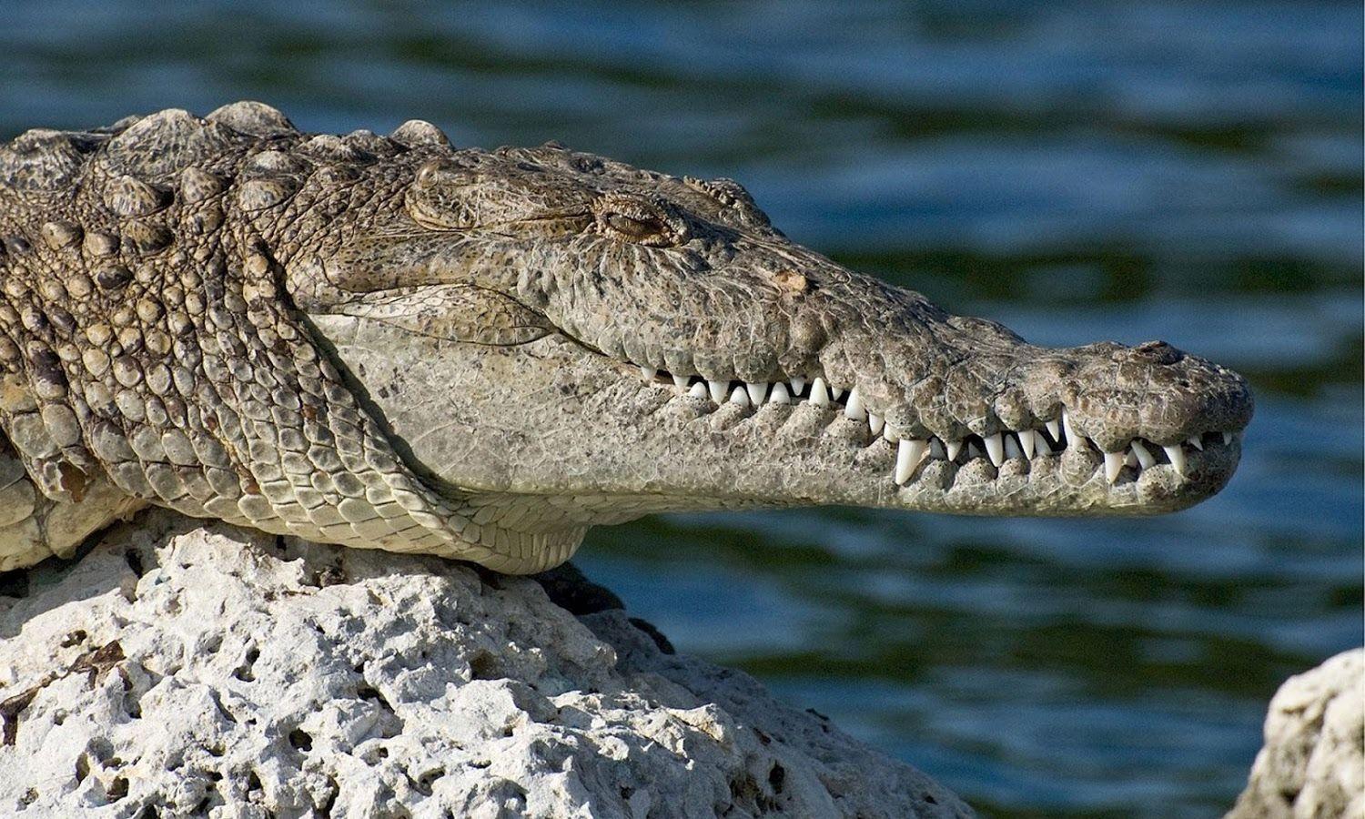 Crocodile Wallpaper Animal Spot