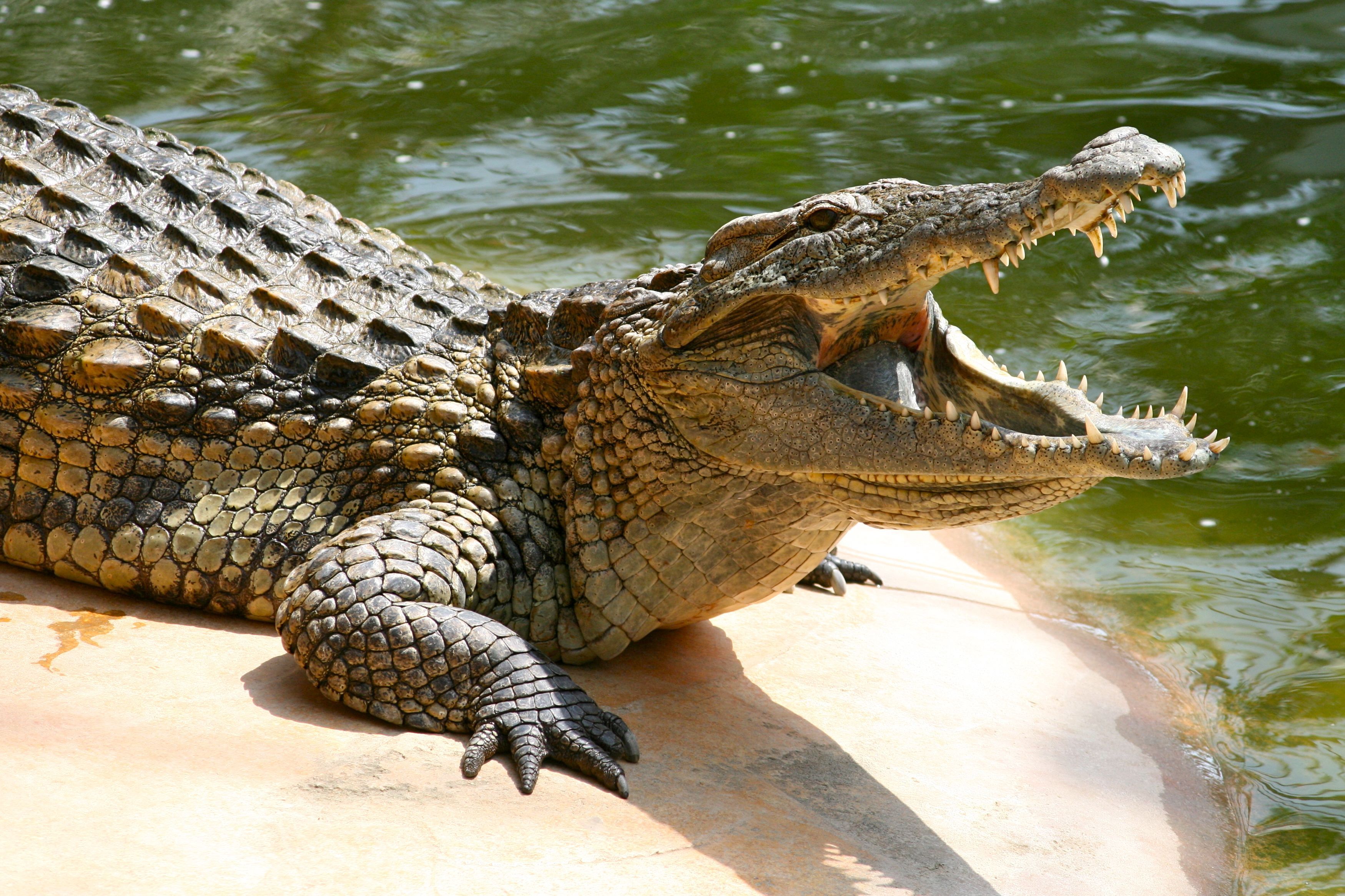 Crocodile Wildlife. Indian Wildlife