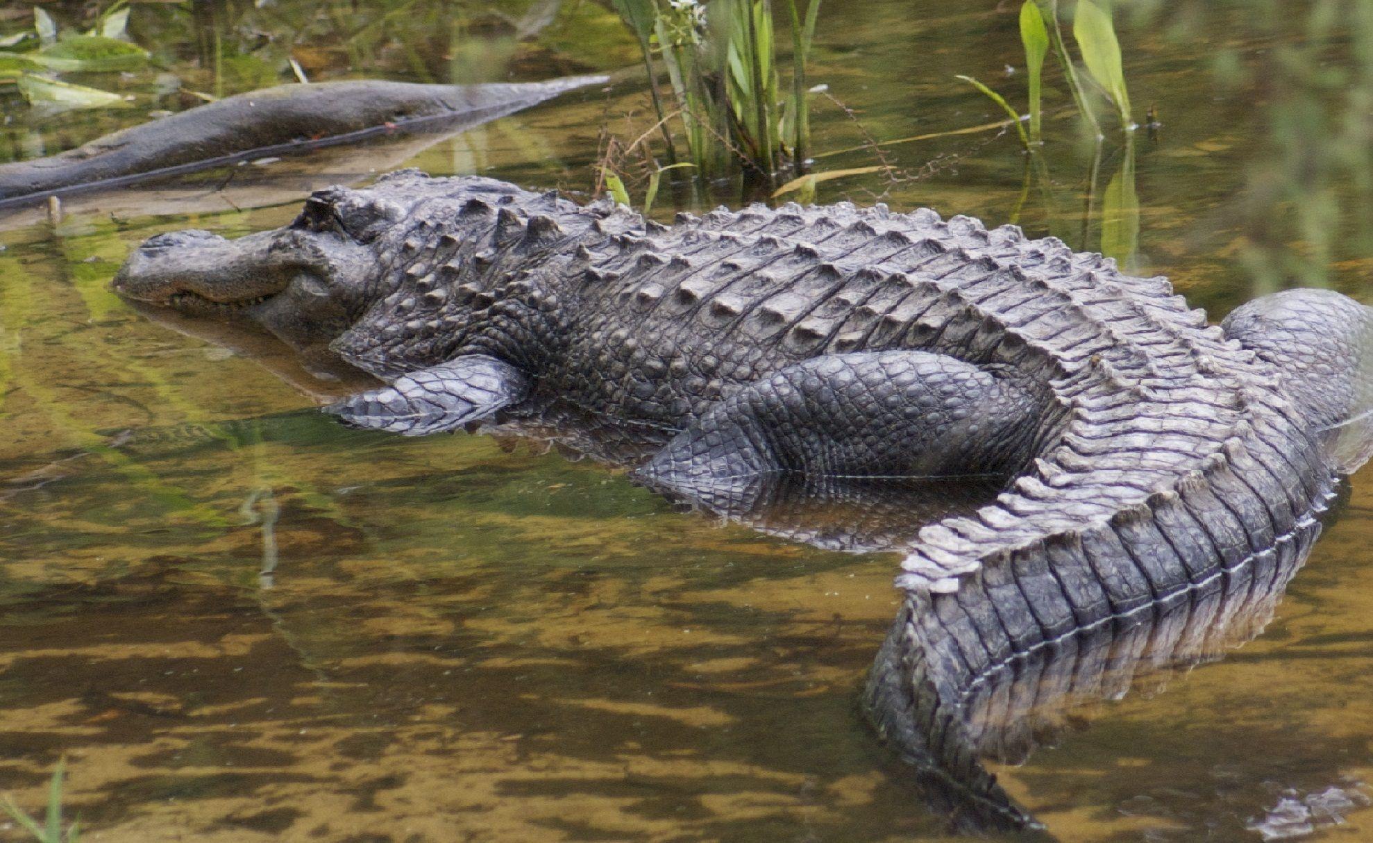 alligators and crocodiles. Crocodile Wrestler Wanted: No Experience