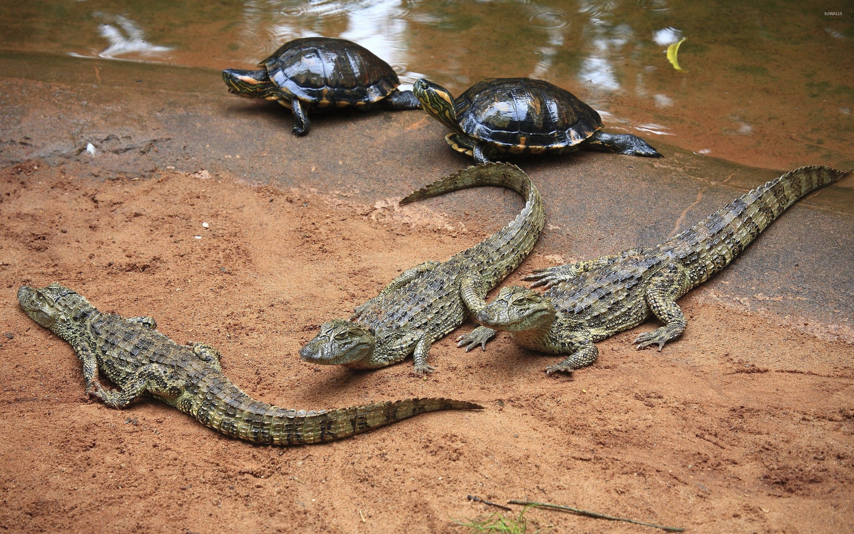 Crocodiles and turtles near the water wallpaper wallpaper
