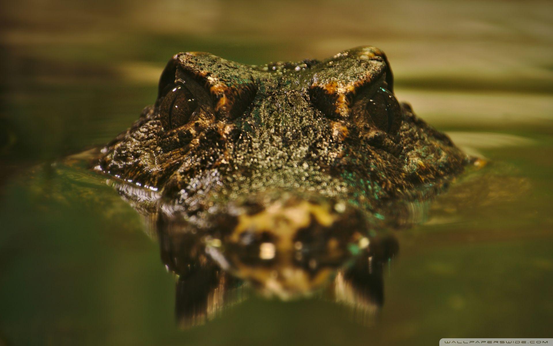 Crocodile ❤ 4K HD Desktop Wallpaper for 4K Ultra HD TV • Wide