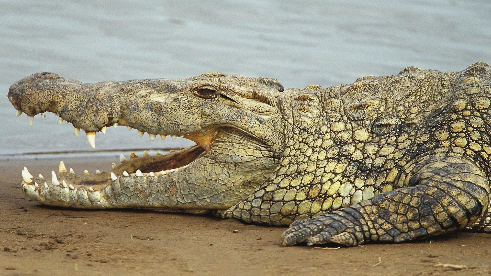 Saltwater Crocodile wallpaper Crocodile Picture Photo American