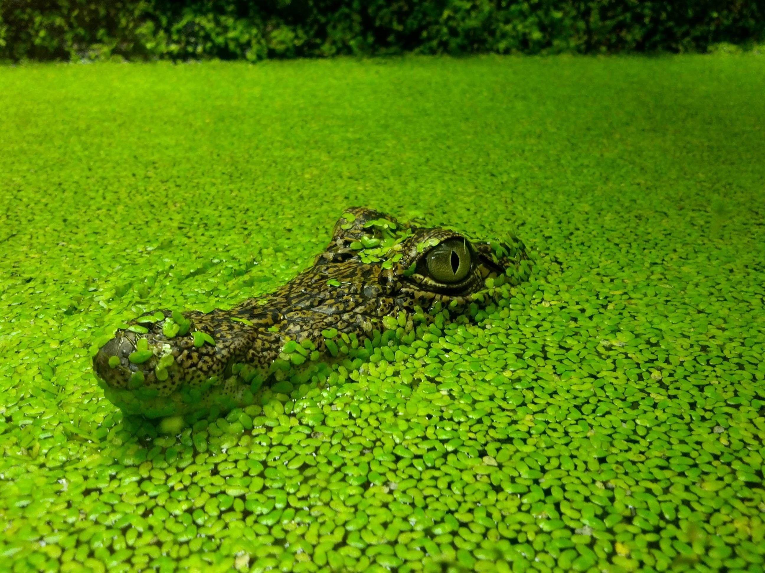 Water nature crocodiles reptiles wallpaper