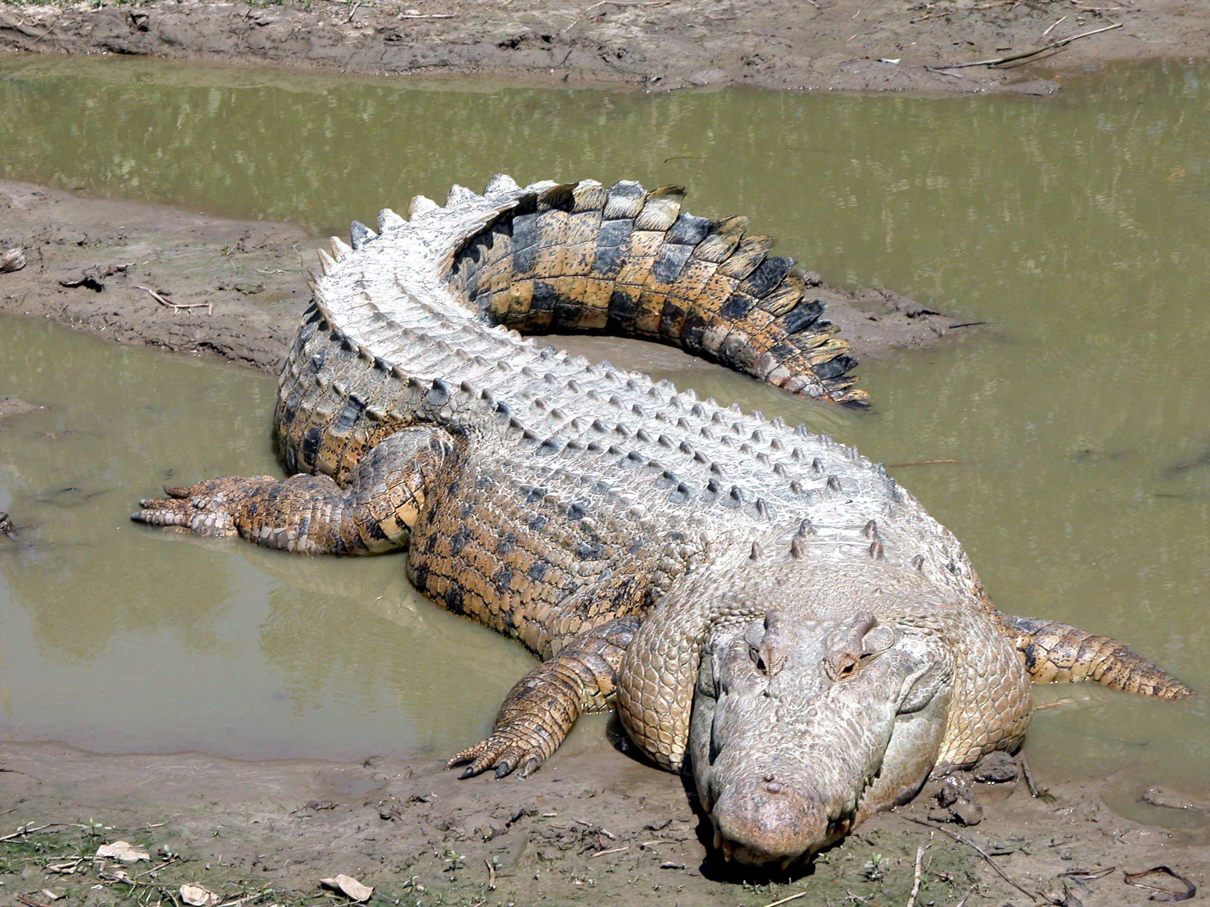 Alligators and crocodiles free image, public domain image