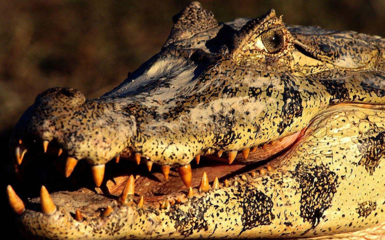 Crocodile Desktop Wallpaper
