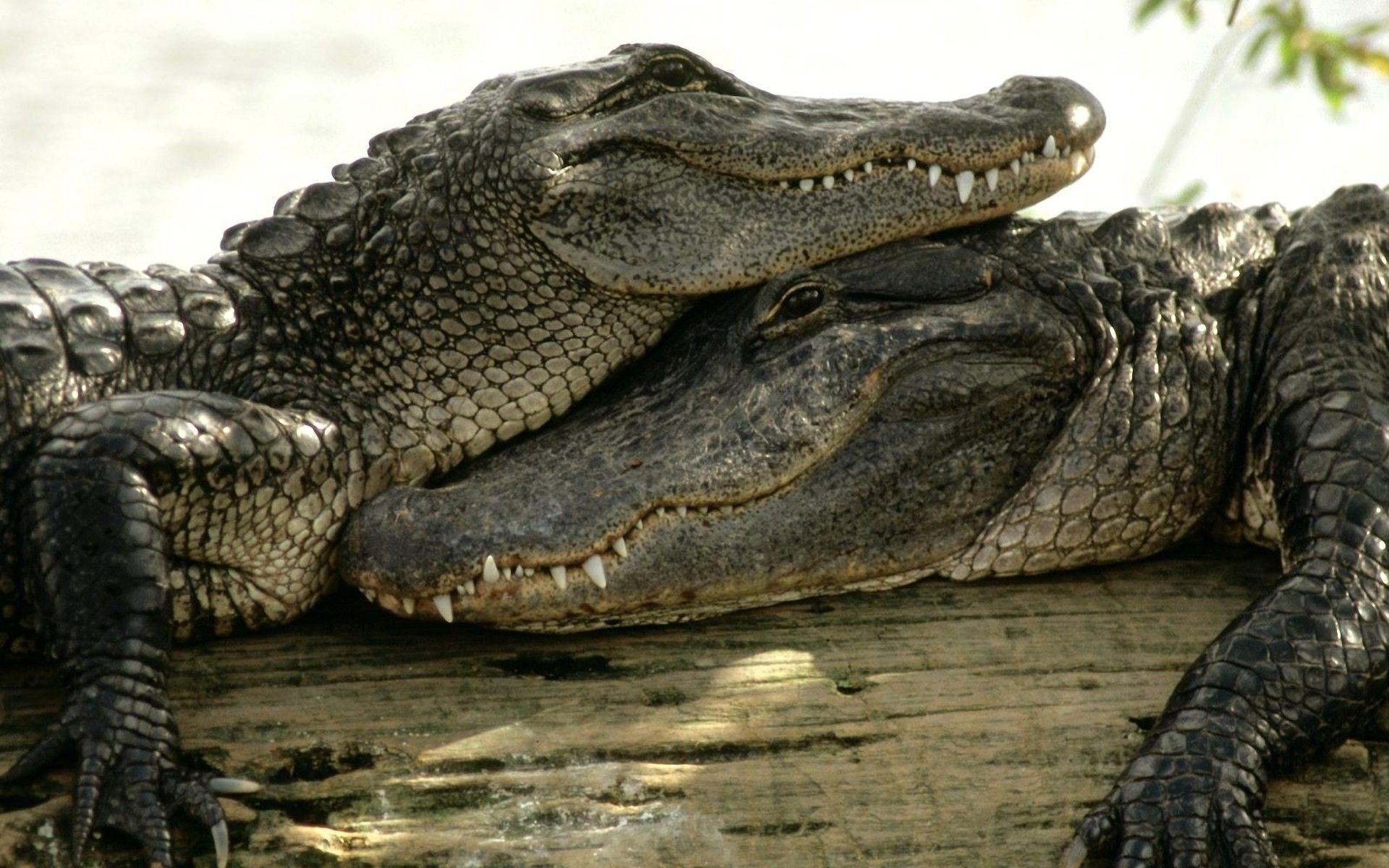 Couple satisfied crocodiles wallpaper and image