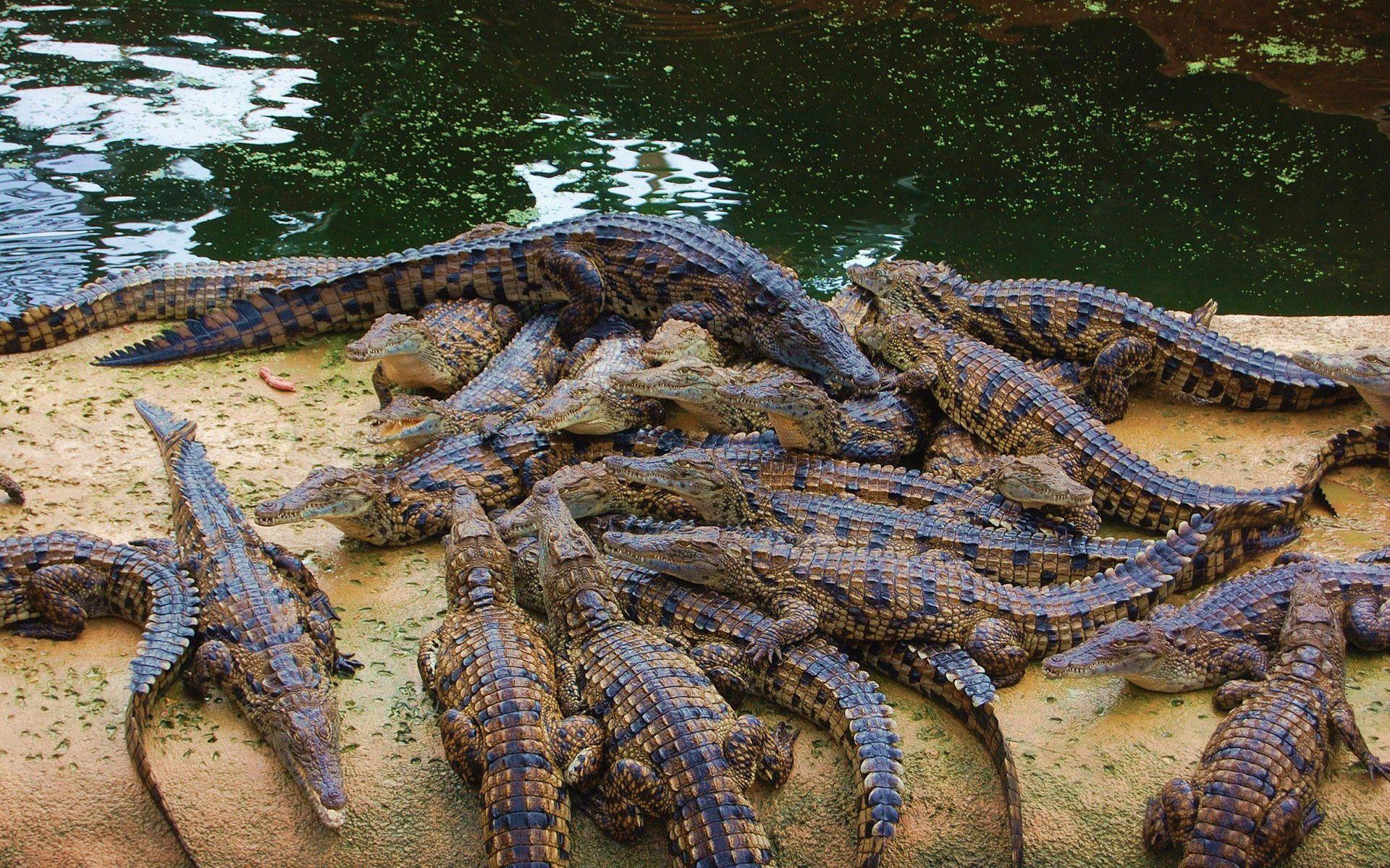 Crocodiles Wallpaper
