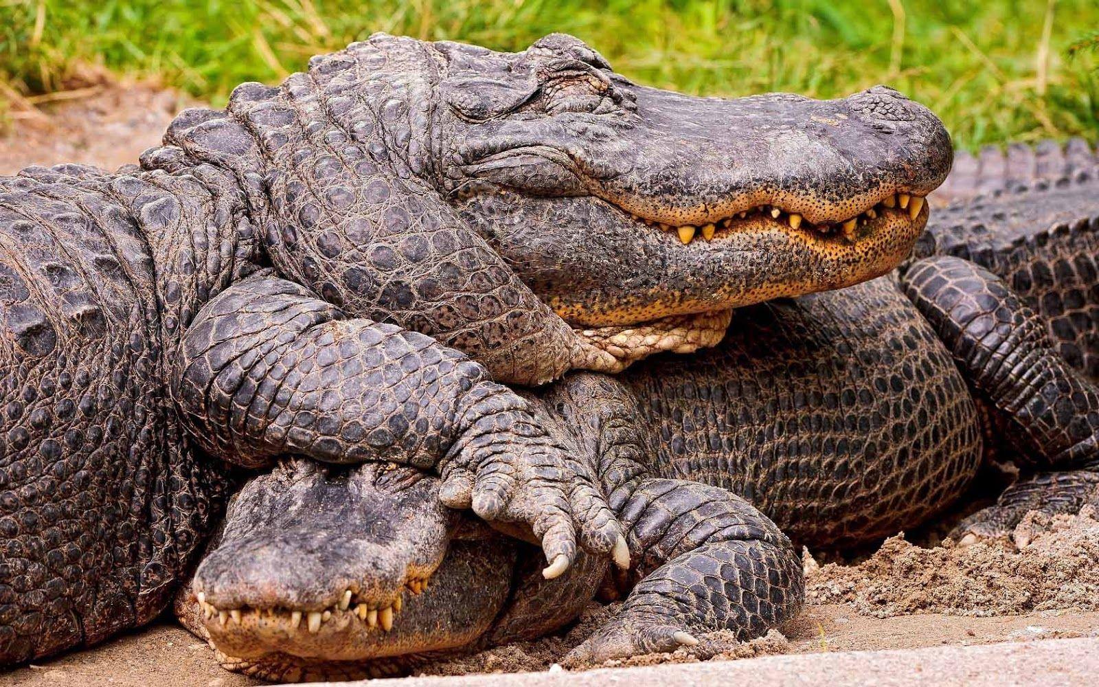 Wallpaper of two cuddling crocodiles. HD Animals Wallpaper