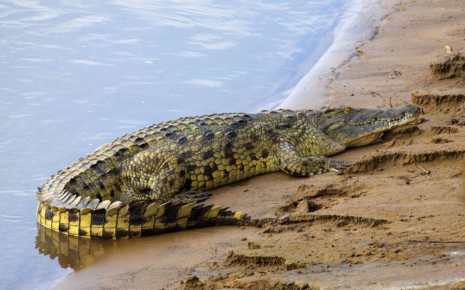 Animals Nile crocodile Image