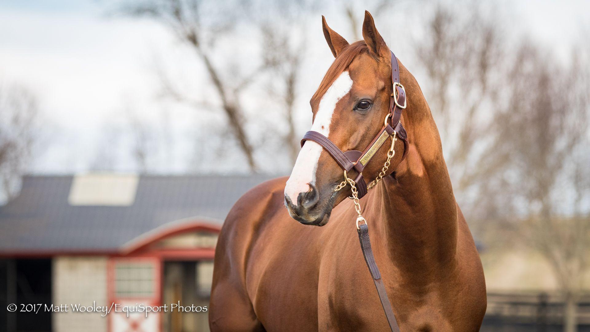 Updated: California Chrome Will Shuttle To Chile For Stud Duty