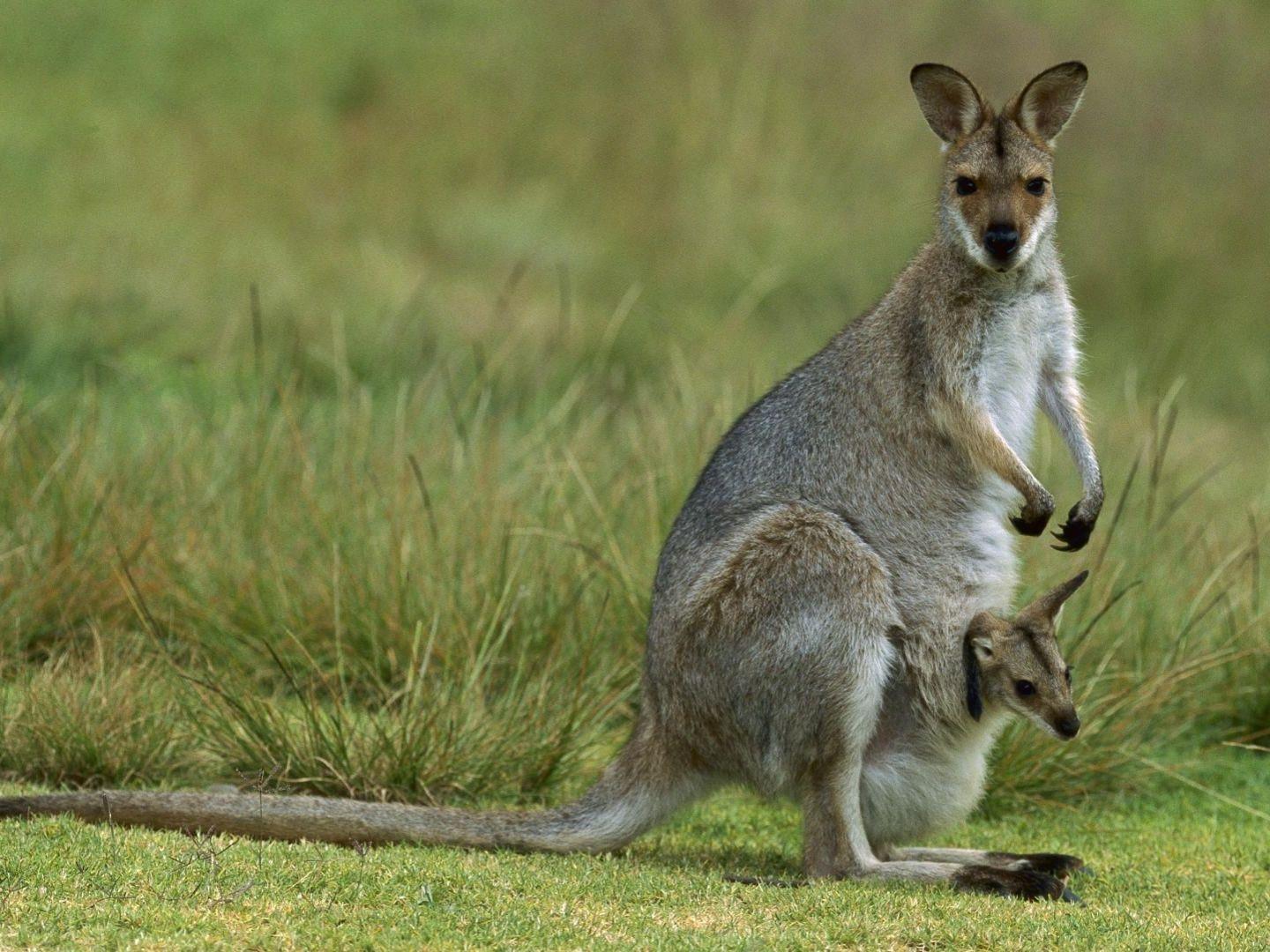 Wallaby #picture