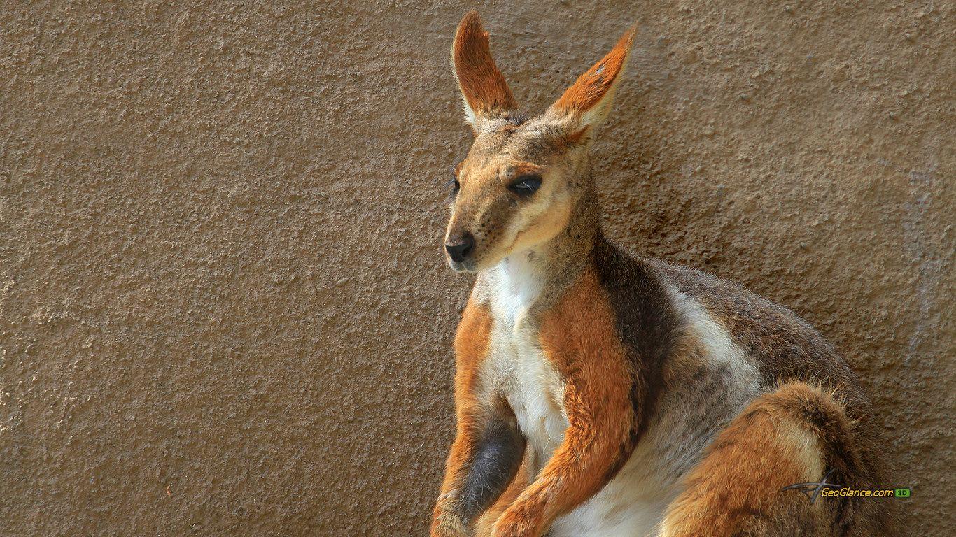 Wallaby HD Wallpaper