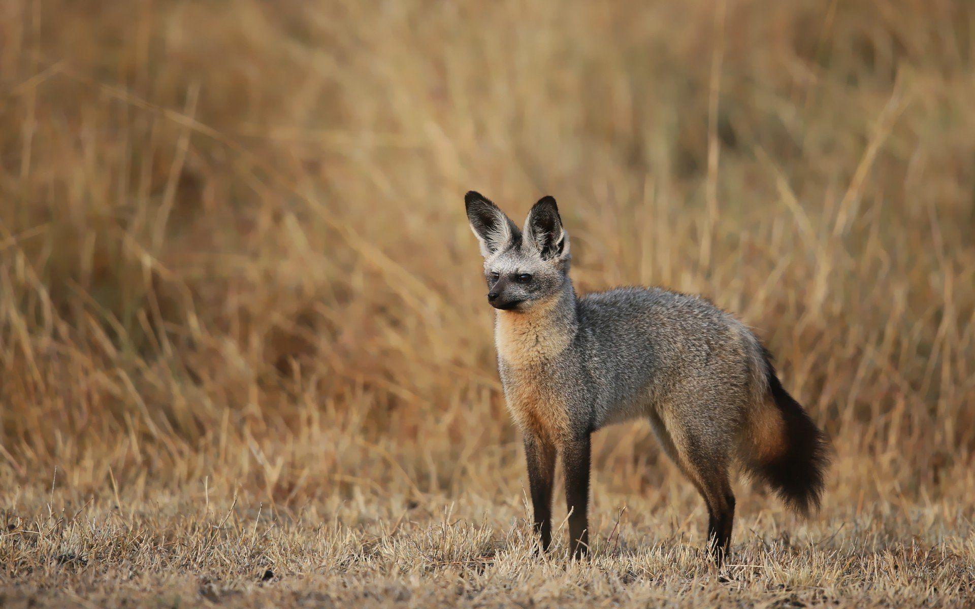 Bat Eared Fox HD Wallpaper And Background Image