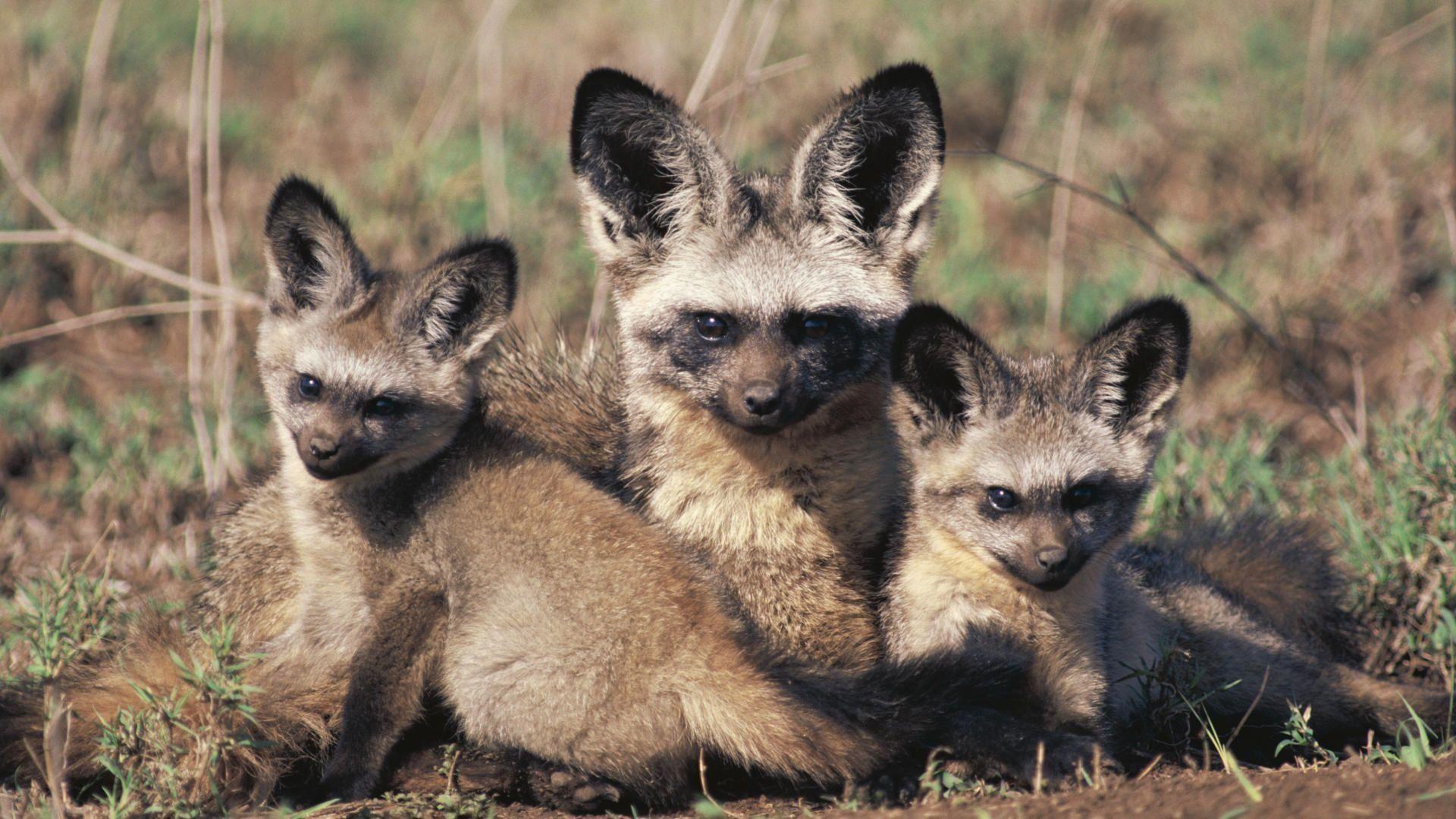 Bat Eared Fox