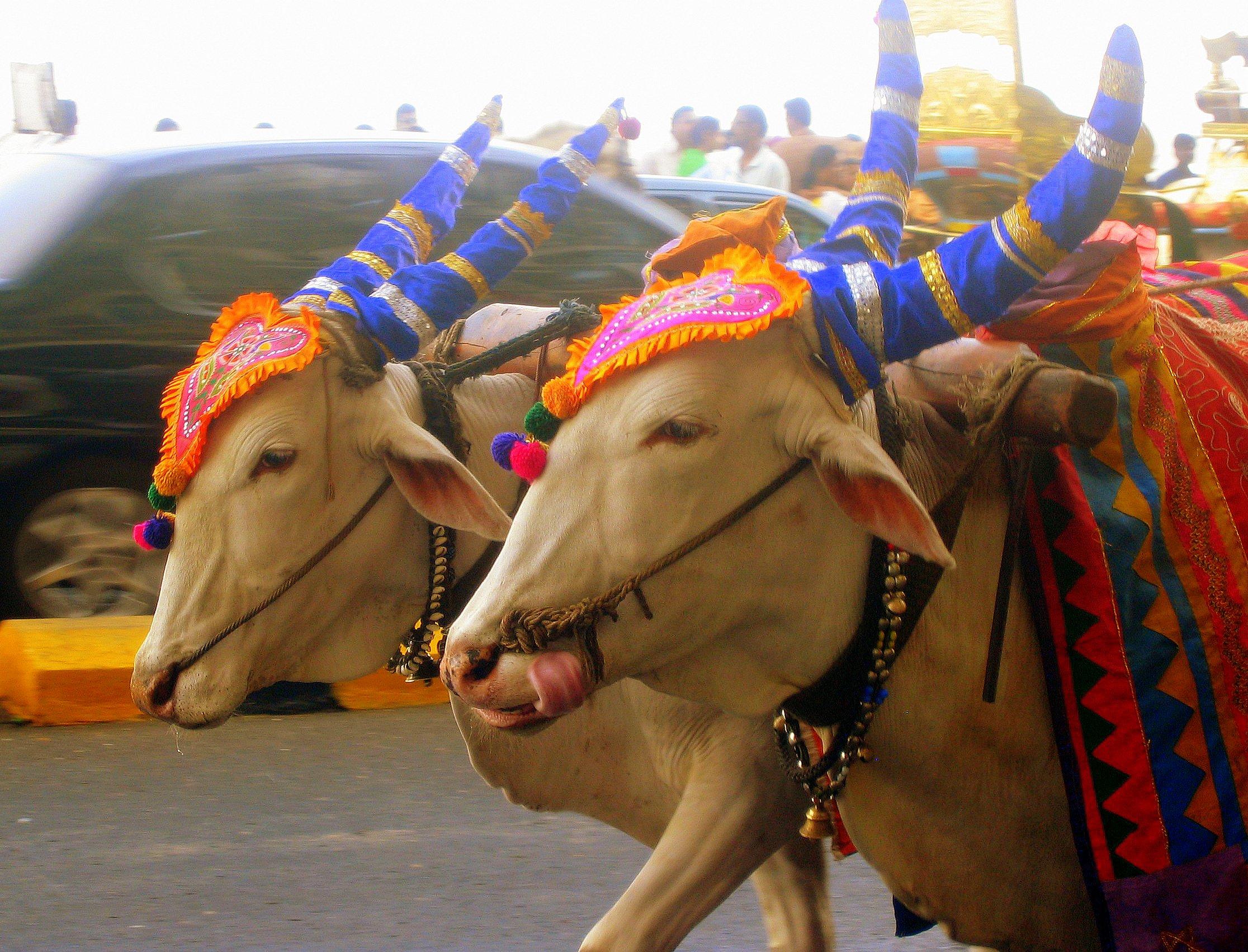 Wallpaper, temple, street, horns, India, blue, orange, cow, happy