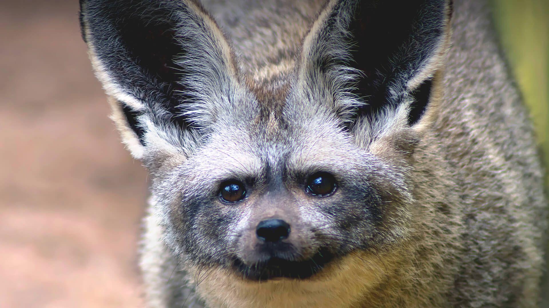 Bat Eared Fox. San Diego Zoo Animals & Plants