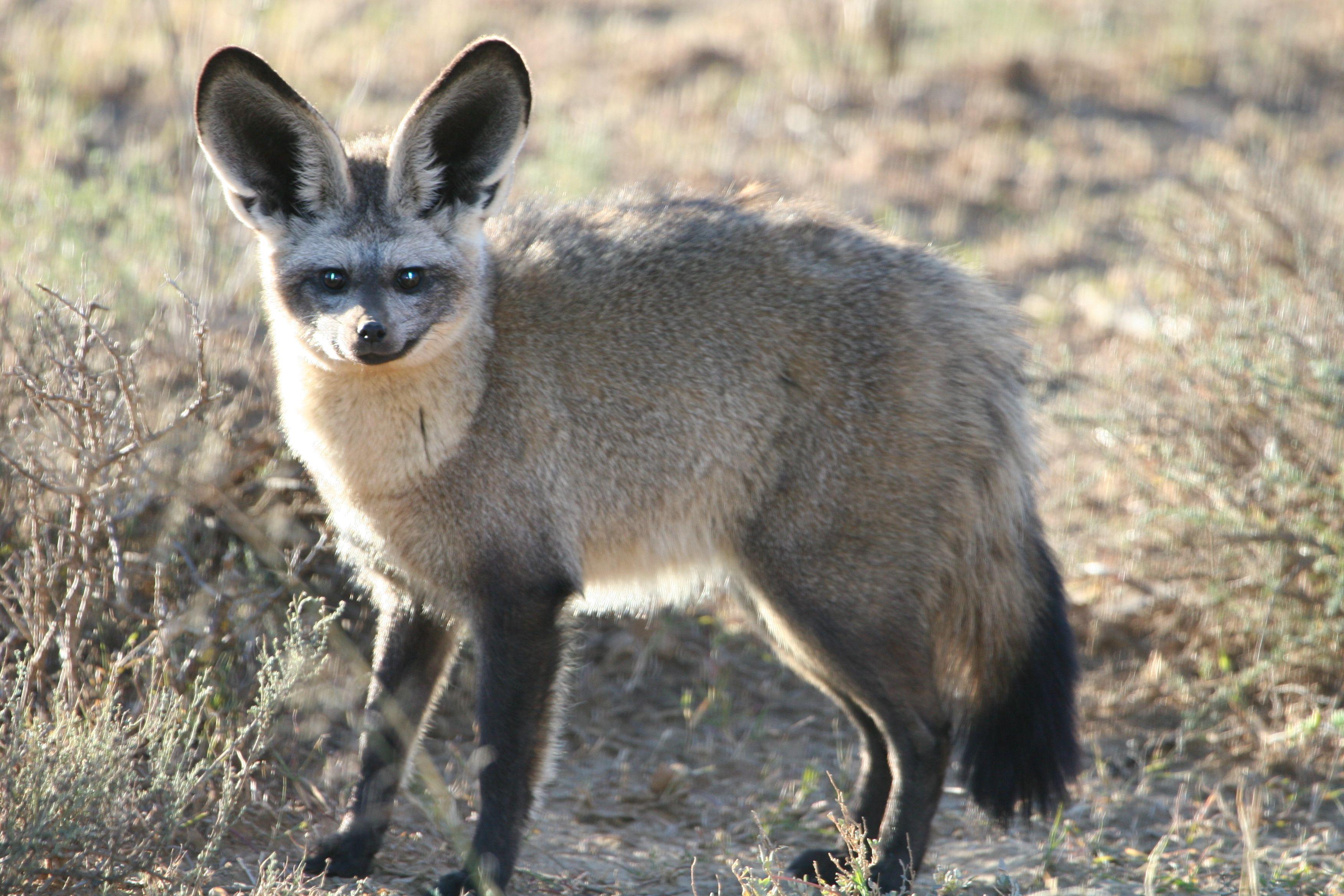 Bat Eared Fox In Serengeti (African Savanna) HD Desktop Wallpaper