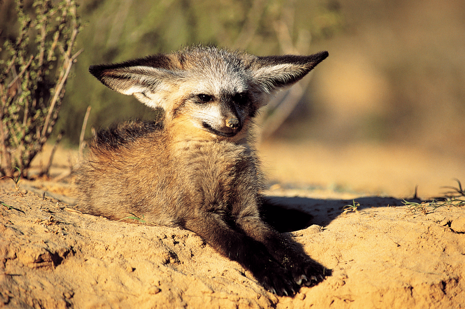 Eatin' Bugs, Runnin' Fast, And Bein' Mormon The Bat Eared Fox