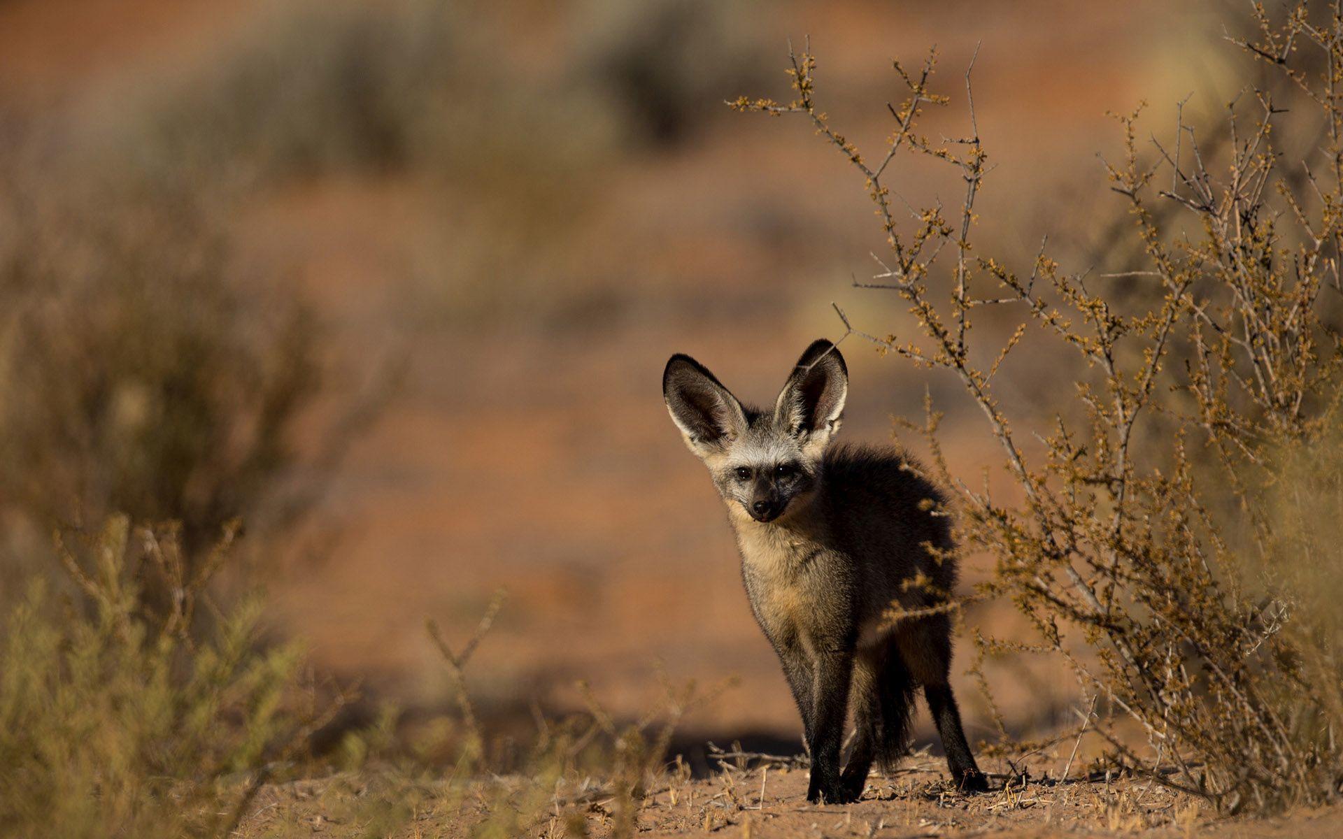 Bat Eared Fox Wallpaper