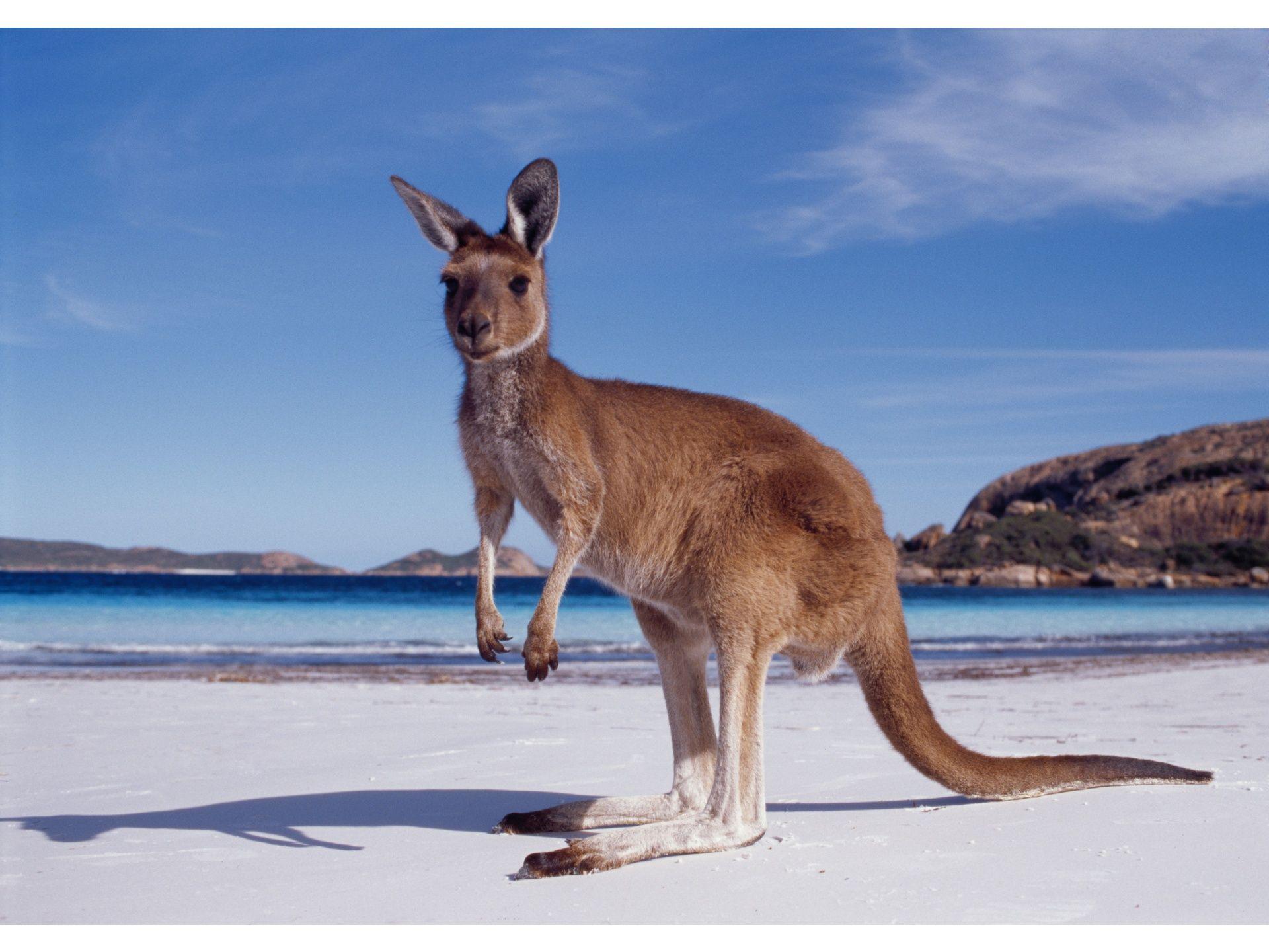 kangaroo beach animals wallpaper Animals HDWallpaper
