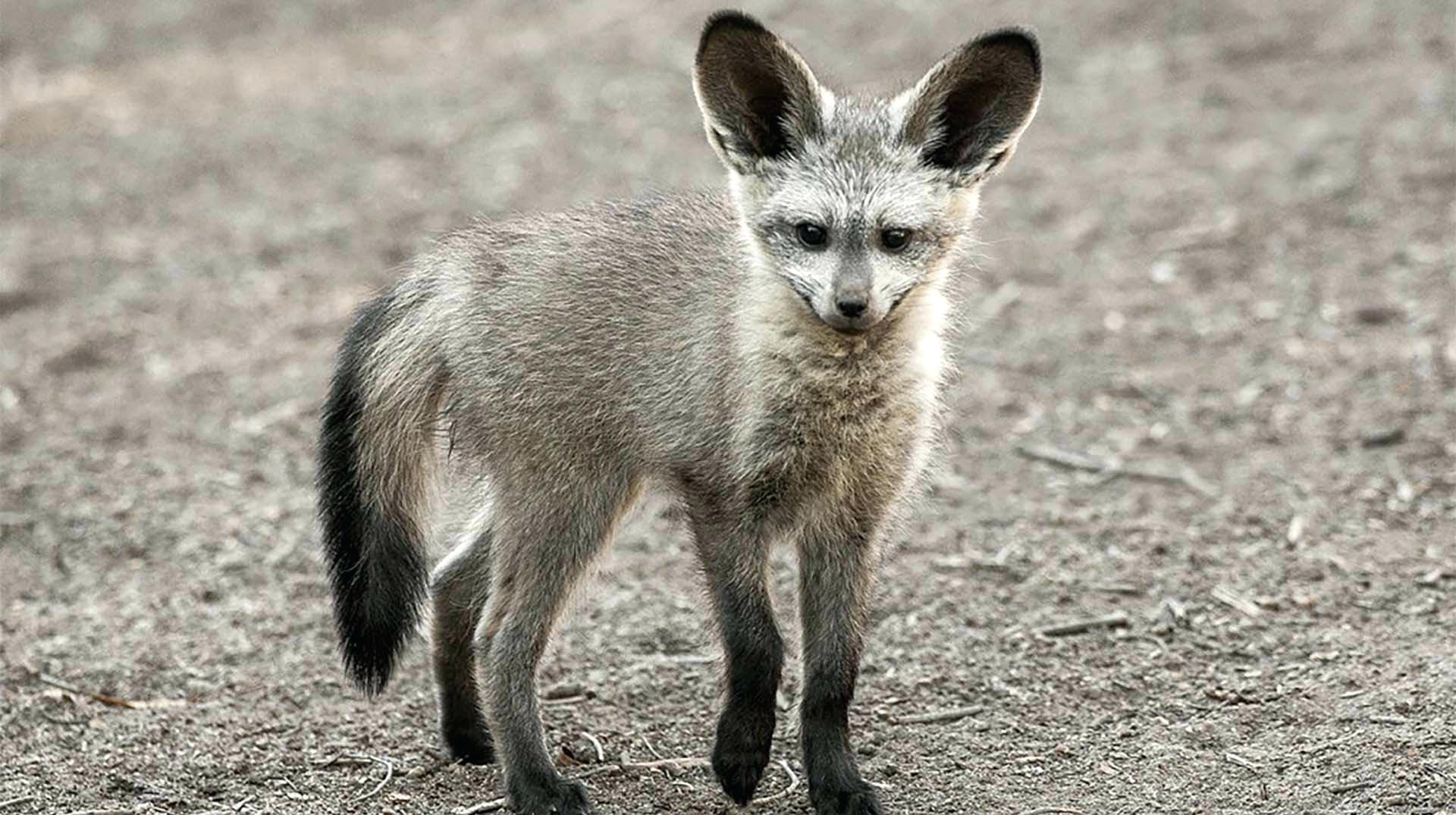 Bat eared Fox Wallpapers Wallpaper Cave