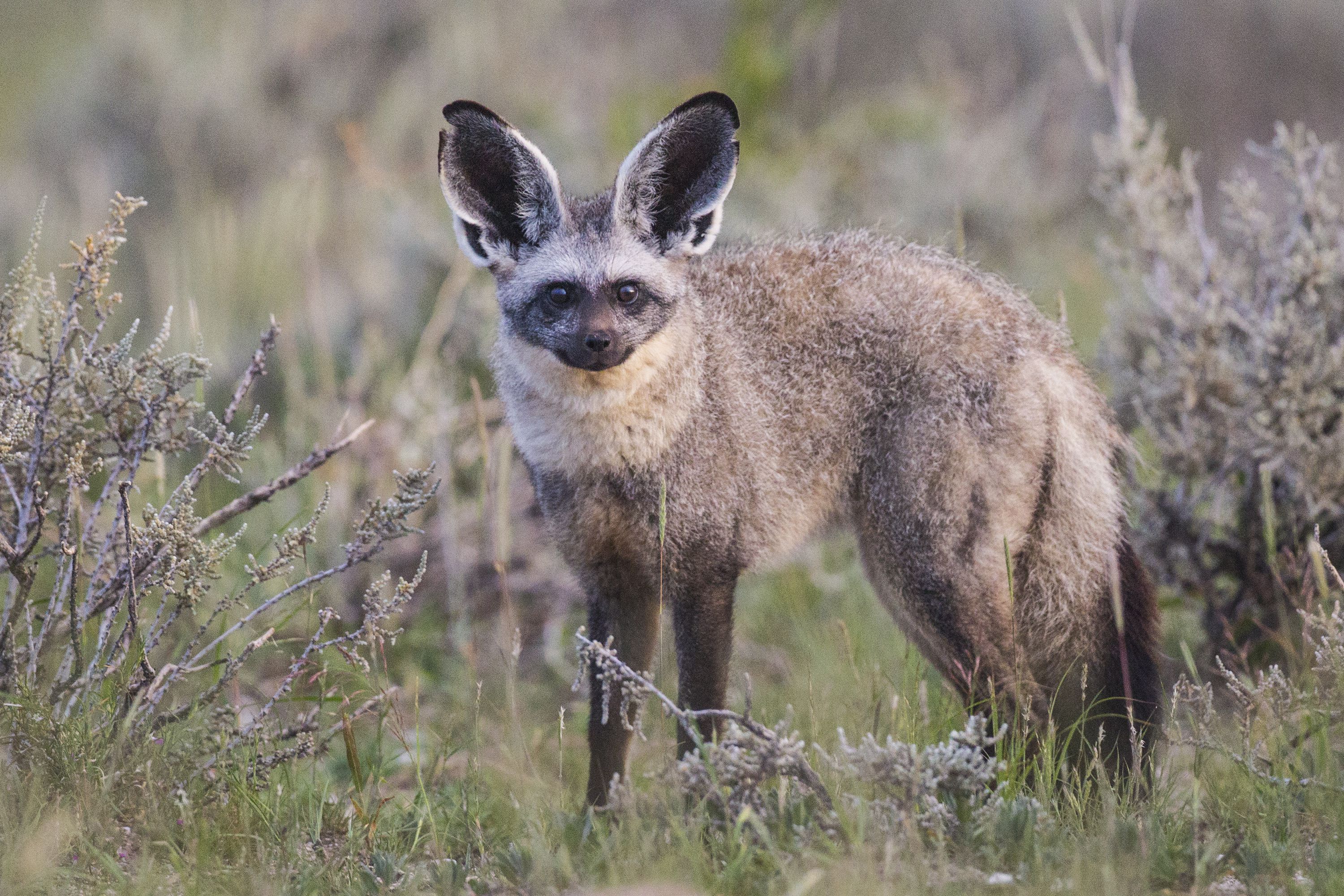 Bat Eared Fox Wallpaper Background