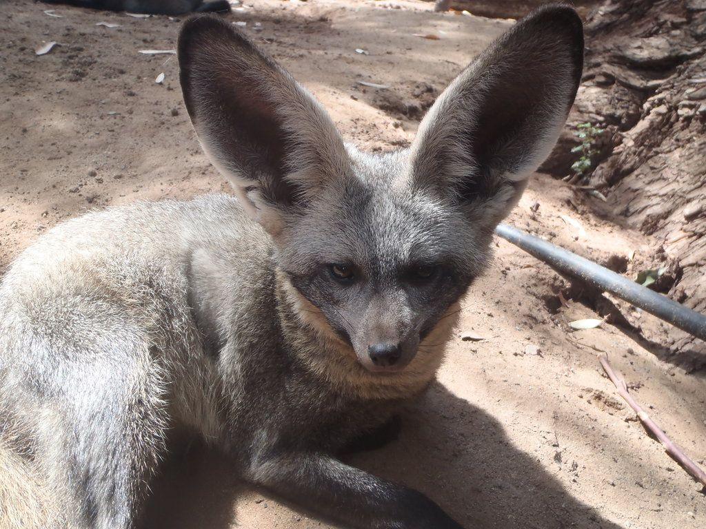 Bat eared Fox