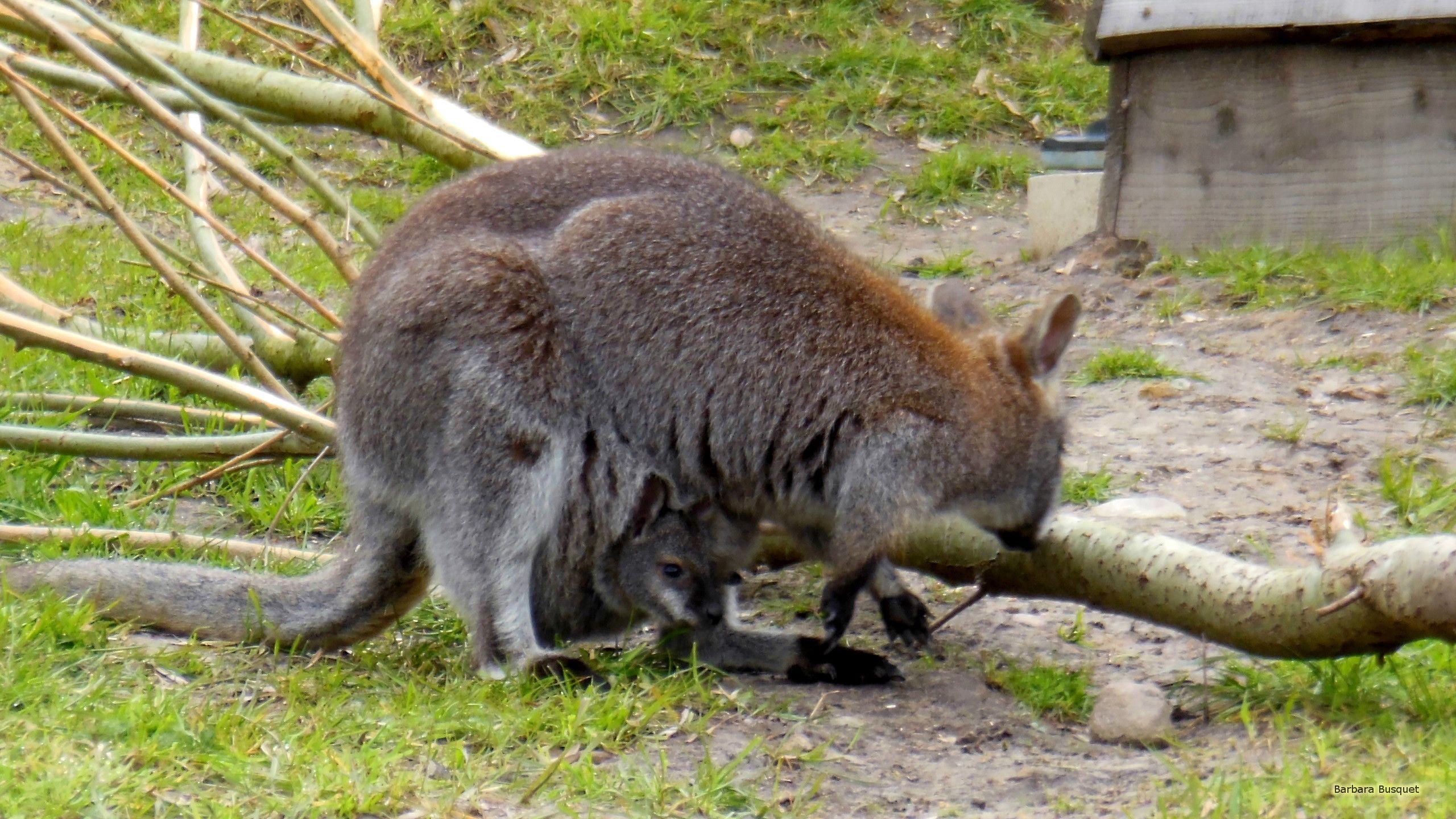 Wallaby wallpaper HD Wallpaper