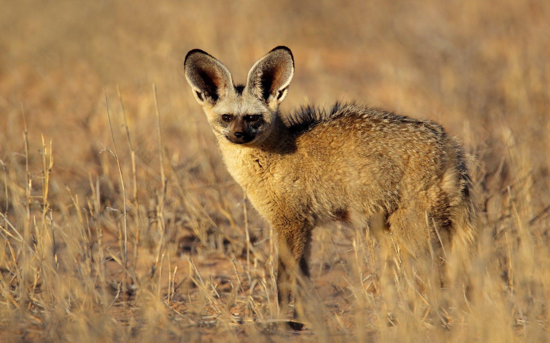 Page Little computer wallpaper for bat eared fox