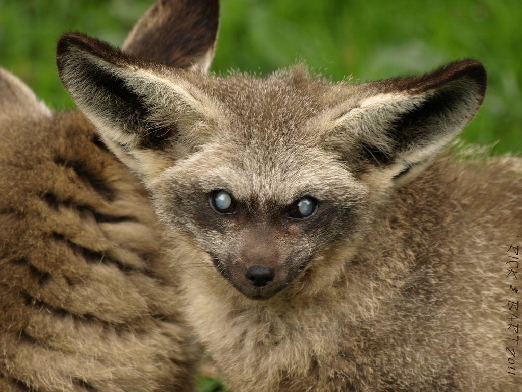 Bat Eared Fox / Grootoorvos. Taken Olmense Zoo, Olmen (B)