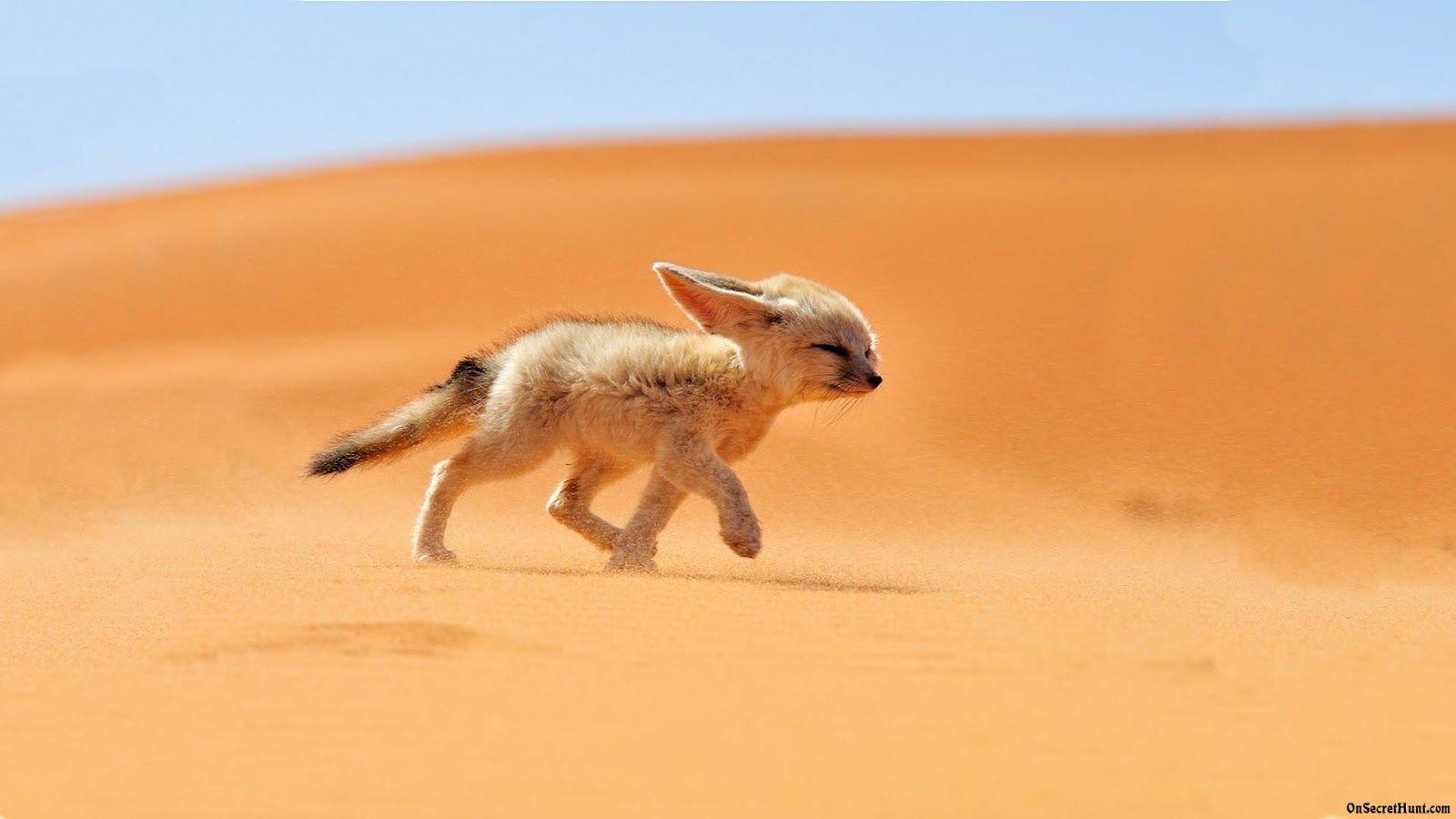 HD Fennec Fox Wallpaper